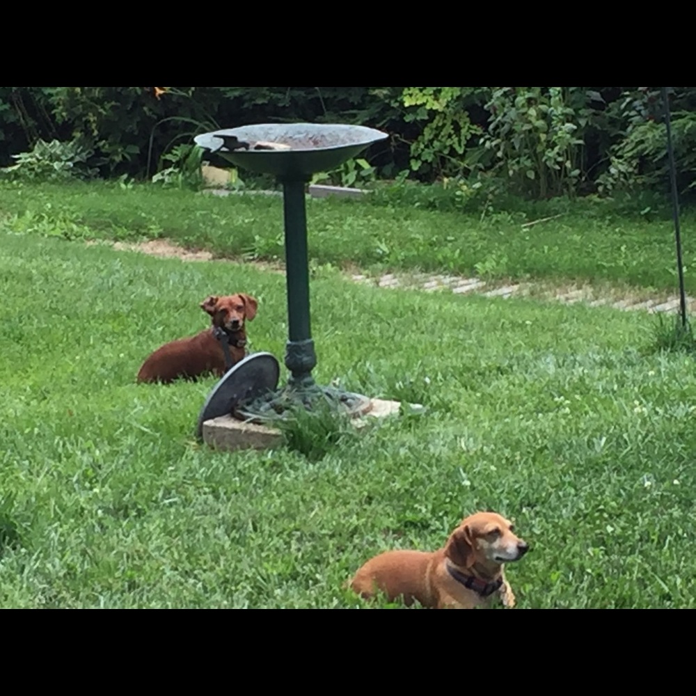 Fur babies - Picture 7 of 7